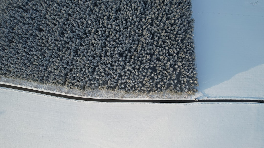 Mould under the carpet: how a hidden moisture problem turns a cleaning job into a restoration